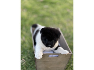 Akita Puppies looking for their forever homes and companions