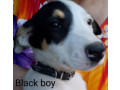 gorgeous-easy-care-short-haired-purebred-border-collie-puppies-small-0