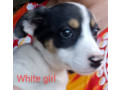 gorgeous-easy-care-short-haired-purebred-border-collie-puppies-small-3