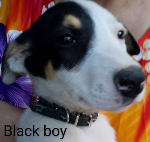 gorgeous-easy-care-short-haired-purebred-border-collie-puppies-big-0