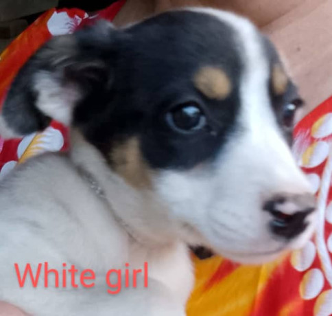 gorgeous-easy-care-short-haired-purebred-border-collie-puppies-big-3