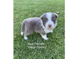 Border Collie Puppies Pure Bred Pups