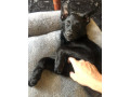 german-shepard-x-border-collie-1-year-old-urgent-small-1