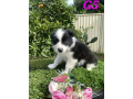 pure-australian-border-collie-puppies-for-sale-small-5
