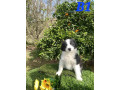 pure-australian-border-collie-puppies-for-sale-small-0