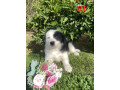 pure-australian-border-collie-puppies-for-sale-small-1