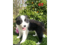 pure-australian-border-collie-puppies-for-sale-small-3