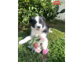 pure-australian-border-collie-puppies-for-sale-small-2