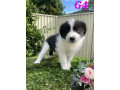 pure-australian-border-collie-puppies-for-sale-small-4