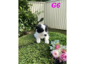 pure-australian-border-collie-puppies-for-sale-small-6