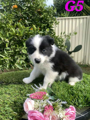 pure-australian-border-collie-puppies-for-sale-big-5