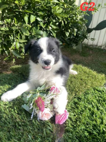pure-australian-border-collie-puppies-for-sale-big-2