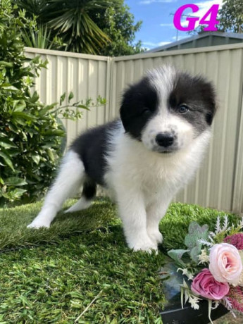 pure-australian-border-collie-puppies-for-sale-big-4