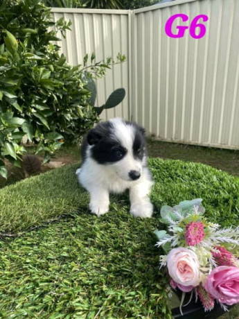 pure-australian-border-collie-puppies-for-sale-big-6