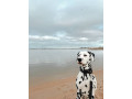 purebred-dalmatian-puppies-3-boys-left-ready-to-go-now-small-3