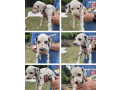 purebred-dalmatian-puppies-3-boys-left-ready-to-go-now-small-1