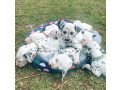 purebred-dalmatian-puppies-3-boys-left-ready-to-go-now-small-0