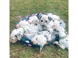 Purebred dalmatian puppies - 3 boys left, ready to go now
