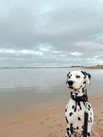 purebred-dalmatian-puppies-3-boys-left-ready-to-go-now-big-3