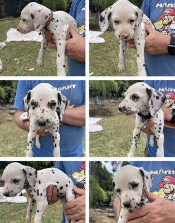 purebred-dalmatian-puppies-3-boys-left-ready-to-go-now-big-1