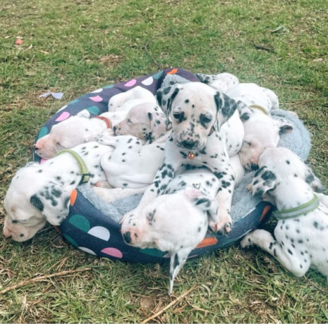 purebred-dalmatian-puppies-3-boys-left-ready-to-go-now-big-0