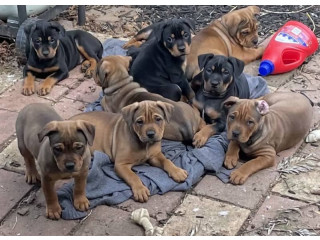 American Staff x Rottweiler pups for sale