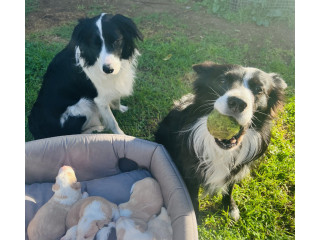 Pure bred Border Collie Puppies