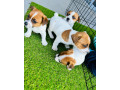purebred-jack-russell-puppies-small-4