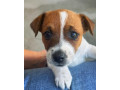 purebred-jack-russell-puppies-small-1