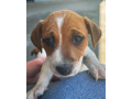 purebred-jack-russell-puppies-small-0