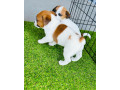 purebred-jack-russell-puppies-small-3