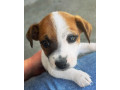 purebred-jack-russell-puppies-small-2