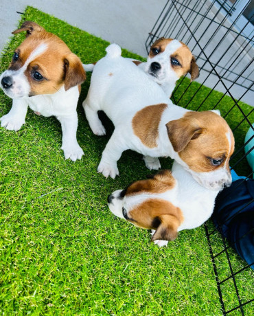 purebred-jack-russell-puppies-big-4