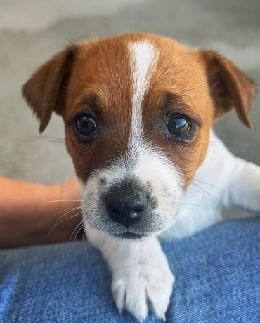 purebred-jack-russell-puppies-big-1