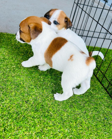 purebred-jack-russell-puppies-big-3