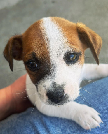 purebred-jack-russell-puppies-big-2