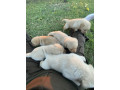 labrador-puppies-small-3
