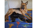 german-shepherd-puppies-small-5