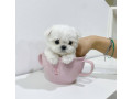 cute-tea-cup-maltese-puppies-small-1