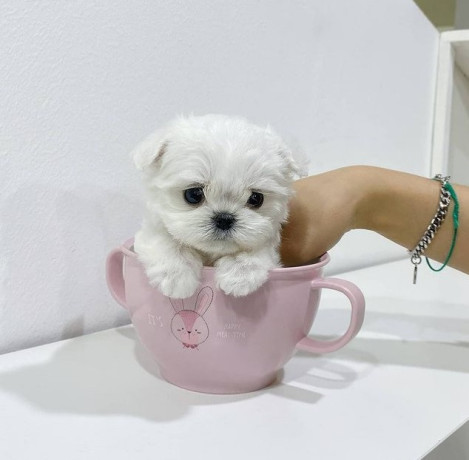 cute-tea-cup-maltese-puppies-big-1
