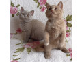 british-shorthair-kittens-available-small-0