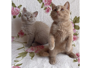 British Shorthair Kittens Available