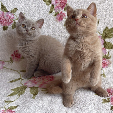 british-shorthair-kittens-available-big-0