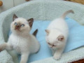 male-and-female-ragdolls-kittens-for-adoption-small-1