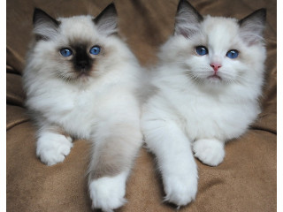Male and Female Ragdolls Kittens For Adoption
