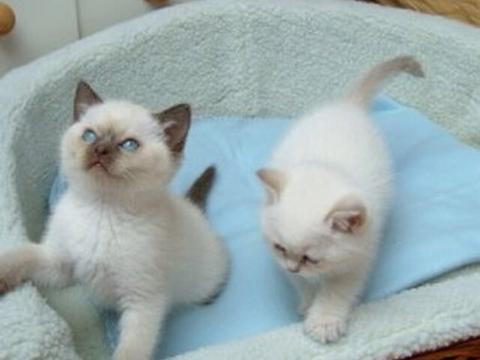 male-and-female-ragdolls-kittens-for-adoption-big-1