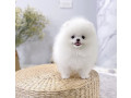 healthy-home-raised-pomeranian-pups-available-small-0