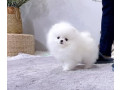 healthy-home-raised-pomeranian-pups-available-small-1