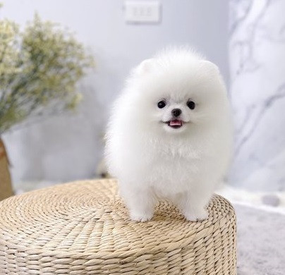 healthy-home-raised-pomeranian-pups-available-big-0