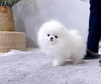healthy-home-raised-pomeranian-pups-available-big-1